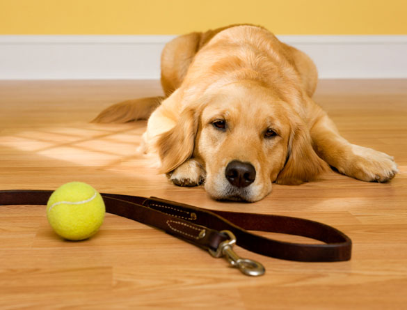 Walking the dog banner image